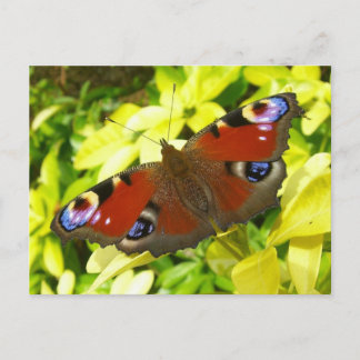 Carte Postale Papillon de paon