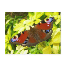 Papillon de paon