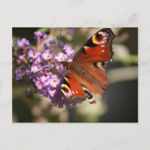 Carte Postale Papillon de paon sur Lilac d'été