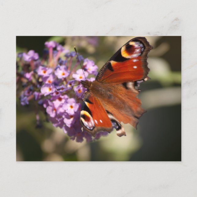 Carte Postale Papillon de paon sur Lilac d'été (Devant)