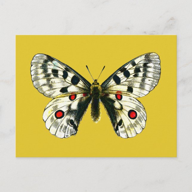 Carte Postale papillon de Parnassius apollo (Devant)