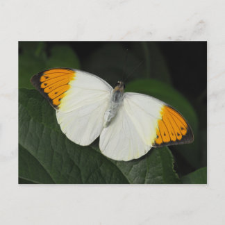 Carte Postale Papillon de pointe orange géant