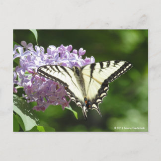 Carte Postale Papillon de queue de tigre