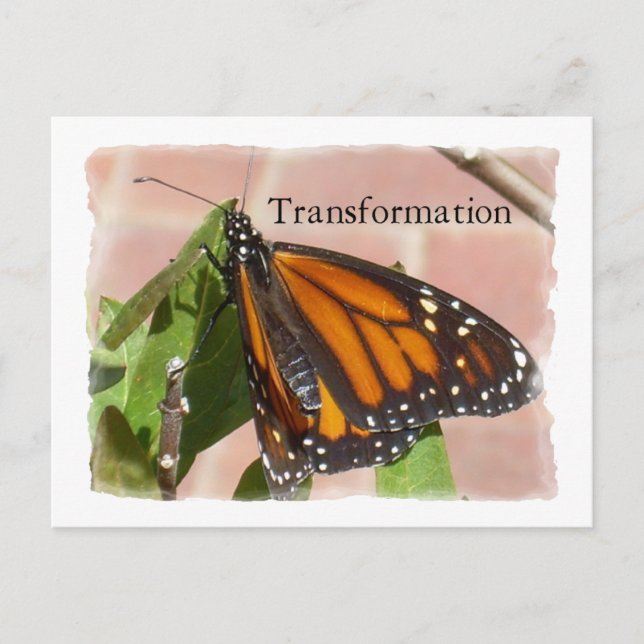 Carte Postale Papillon de transformation (Devant)