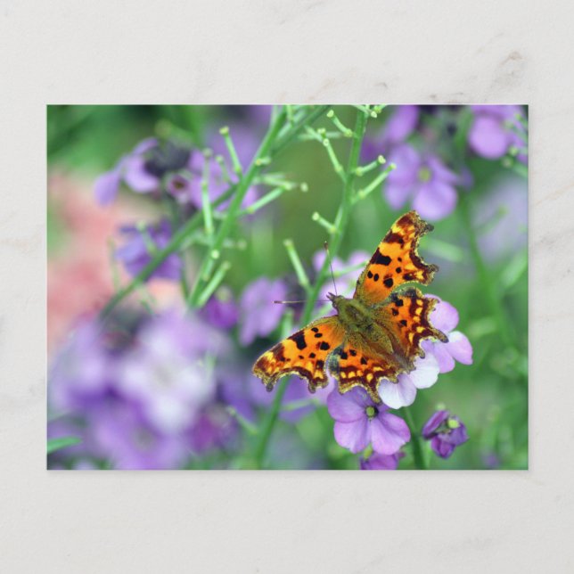 Carte Postale Papillon de virgule (Devant)