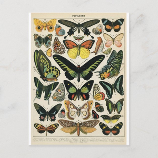 Carte Postale Papillon d'histoire naturelle (Devant)