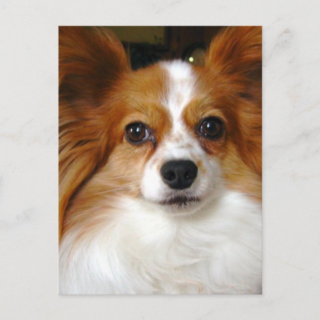 Carte postale Papillon Dog (Devant)