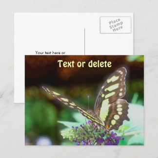 Carte Postale Papillon Doux Sur Fleur Photo De Nature Personnali
