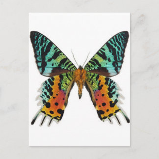 Carte Postale Papillon du coucher de soleil