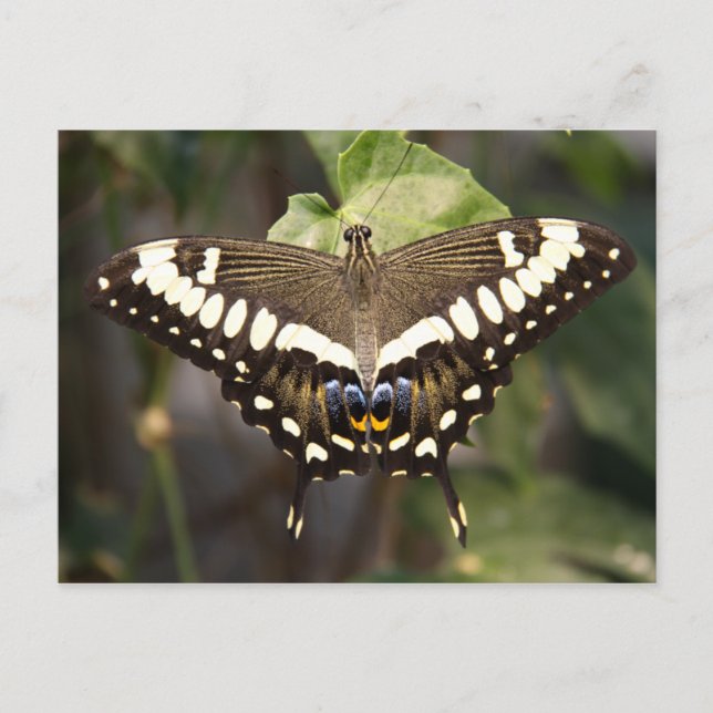 Carte Postale Papillon empereur Swallowtail (Devant)