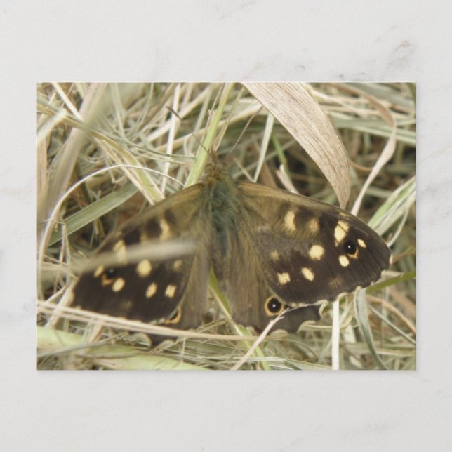 Carte postale Papillon en bois moucheté (Devant)