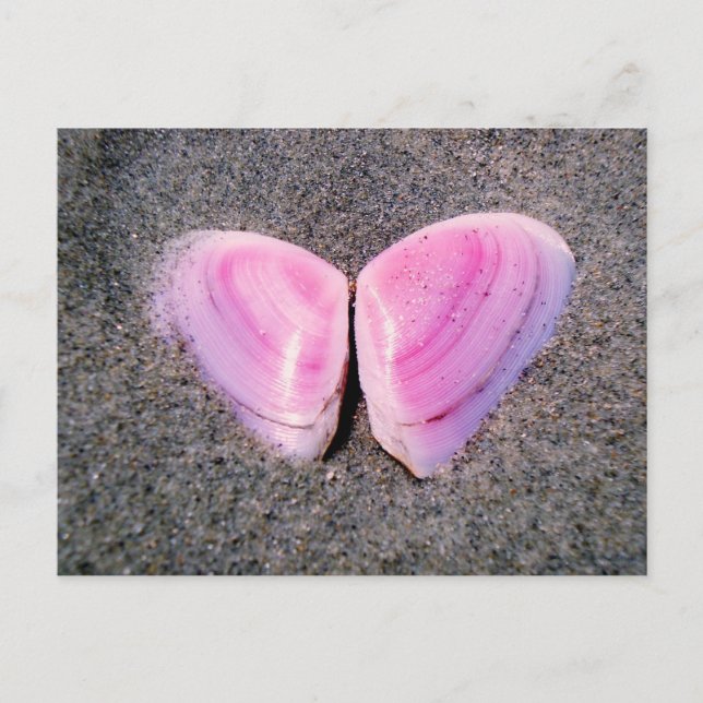 Carte Postale Papillon en coquillages (Devant)