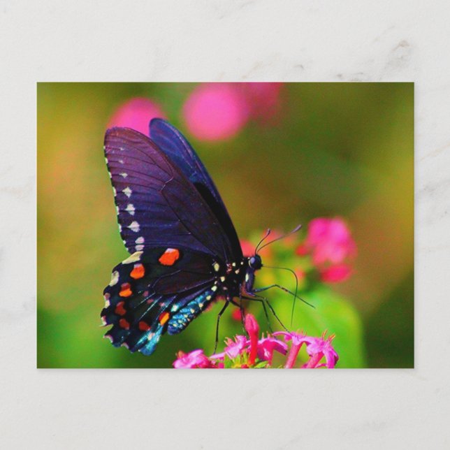 Carte Postale Papillon épicebush Swallowtail (Devant)