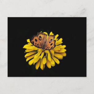 Carte Postale Papillon et fleur jaune