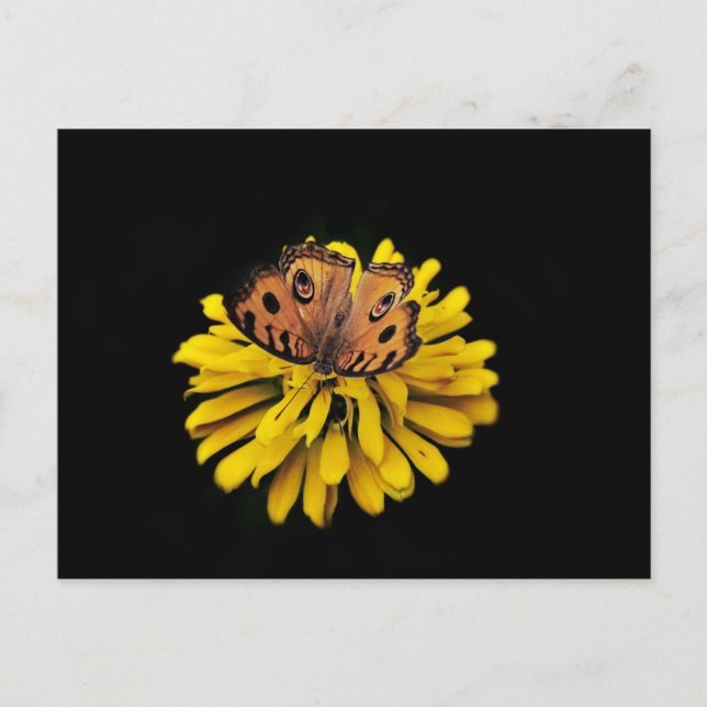 Carte Postale Papillon et fleur jaune (Devant)