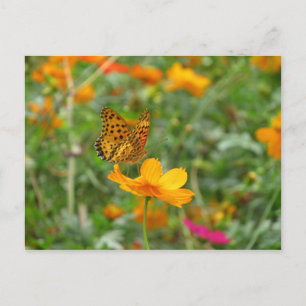 Carte Postale Papillon et fleurs de cosmos
