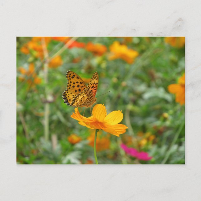 Carte Postale Papillon et fleurs de cosmos (Devant)