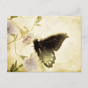 Carte postale Papillon et Gloire du matin