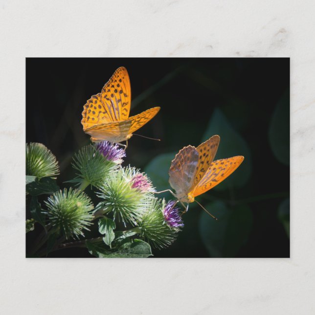 CARTE POSTALE PAPILLON FAUNE ET FLORE INSECTE POSTCROSSING (Devant)