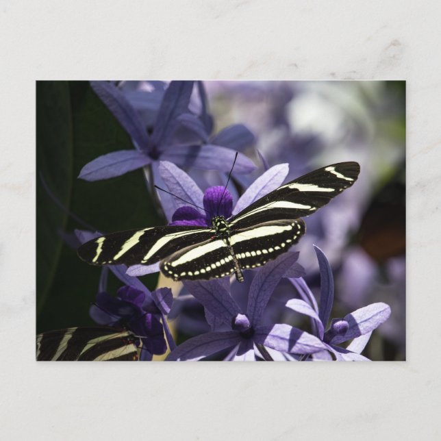 CARTE POSTALE PAPILLON FAUNE ET FLORE INSECTE POSTCROSSING (Devant)