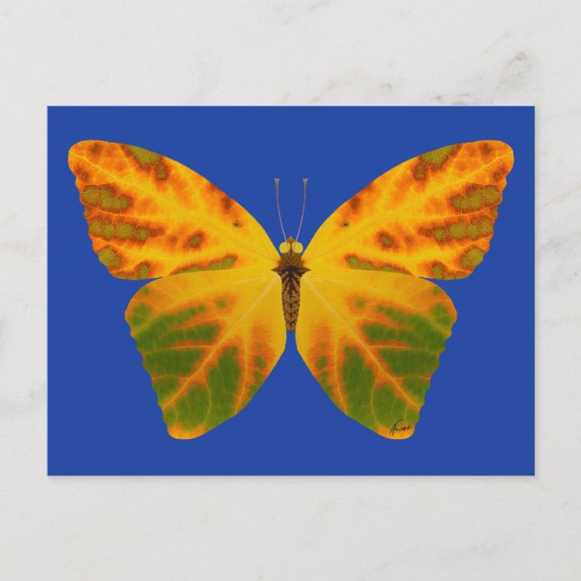 Carte Postale Papillon feuille Aspen 1 (Devant)