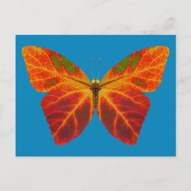 Carte Postale Papillon feuille Aspen 2 (Devant)