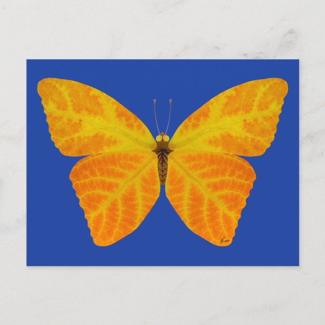 Carte Postale Papillon feuille Aspen 3 (Devant)