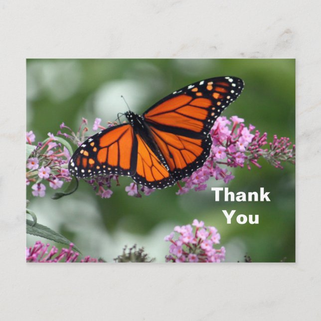 Carte Postale Papillon Floral Orange Monarque Merci Photo (Devant)