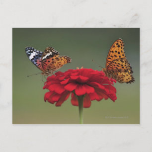 Carte Postale Papillon Fritillaire (Argyreus hyperbius) sur 2