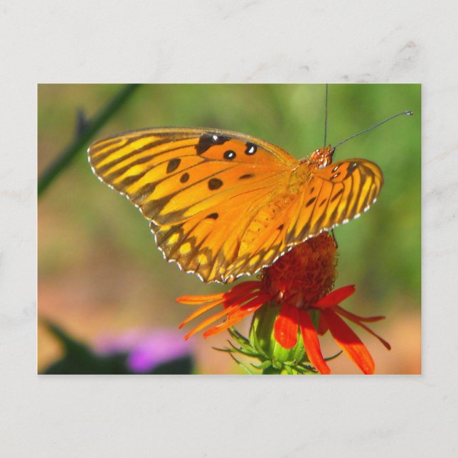 Carte Postale Papillon fritillaire du Golfe et Fleur rouge (Devant)