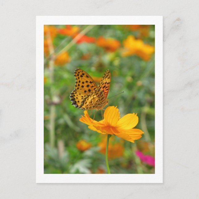 Carte Postale Papillon fritillaire indien & fleurs de cosmos (Devant)