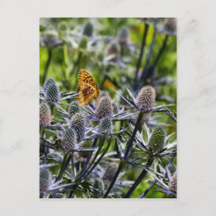 Carte Postale Papillon fritillaire sur chardon bleu