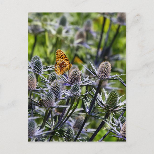 Carte Postale Papillon fritillaire sur chardon bleu (Devant)