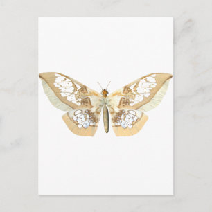 Carte Postale Papillon GlassWing