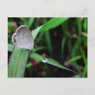 Carte Postale papillon & goutte @ 9 miles run