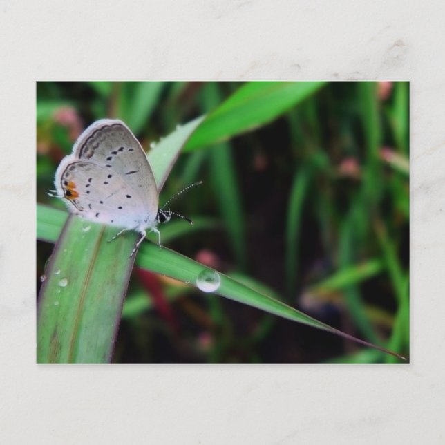 Carte Postale papillon & goutte @ 9 miles run (Devant)