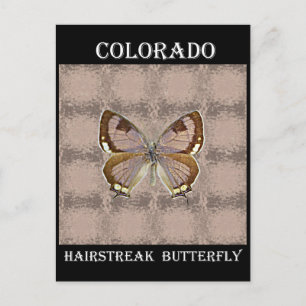 Carte Postale Papillon Hairstreak du Colorado