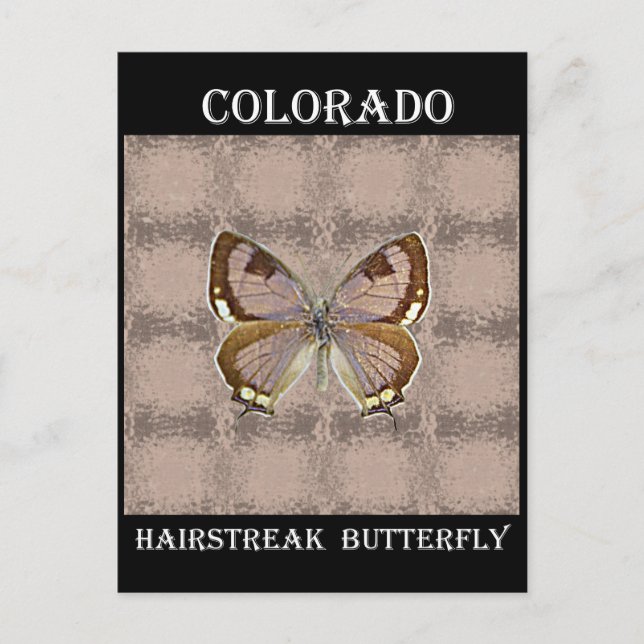 Carte Postale Papillon Hairstreak du Colorado (Devant)