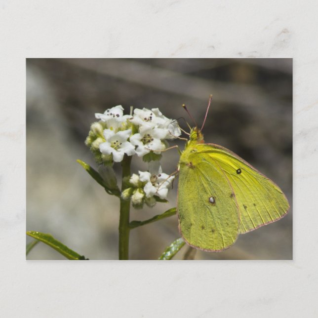Carte Postale Papillon jaune (Devant)