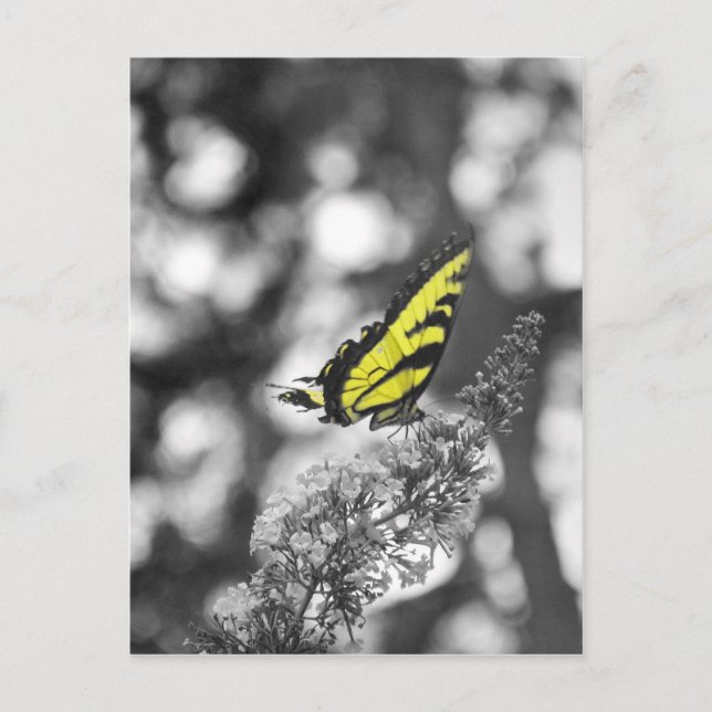 Carte Postale Papillon jaune (Devant)