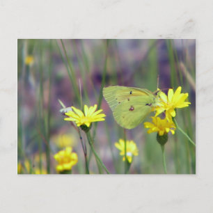 Carte Postale Papillon jaune sur fleur jaune