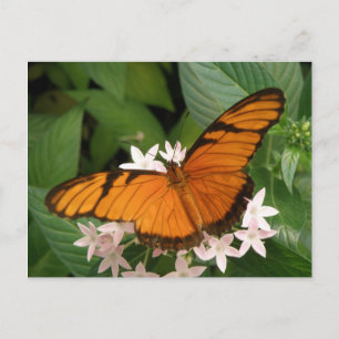 Carte postale Papillon Julia Orange