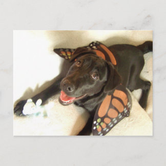 Carte postale papillon Labrador
