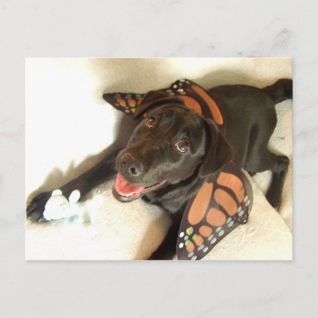 Carte postale papillon Labrador (Devant)