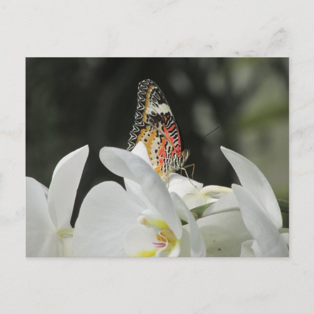 Carte Postale Papillon Léopard Lacewing sur la Postcar de l'orch (Devant)