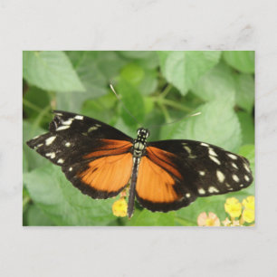 Carte postale Papillon long tigre