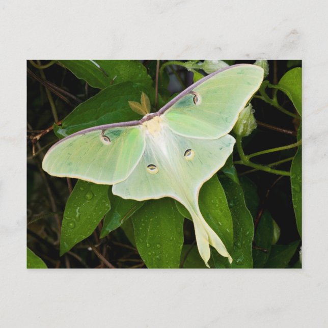 Carte Postale Papillon lune sur clématite de Carnaby (Devant)
