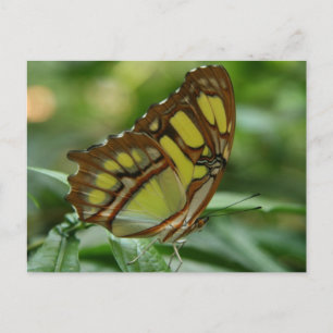 Carte postale papillon malachite