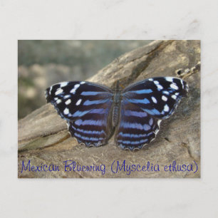 Carte Postale Papillon mexicain Bluewing (Myscelia ethusa)