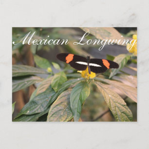 Carte Postale Papillon mexicain Longwing # 1